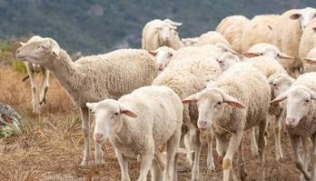 Por que o pastoreio normalmente era designado para servos? (Edu Moraes/Record TV)
